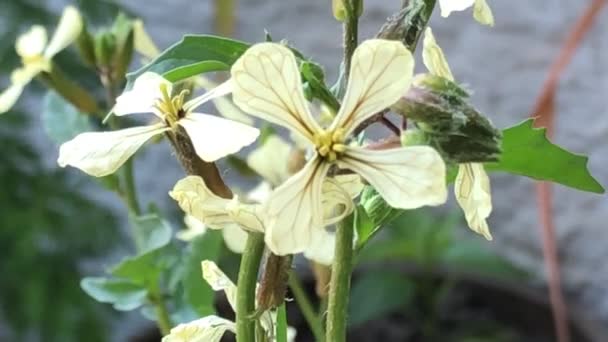 Ρόκα Κοντινό Πλάνο Της Καλλιεργούμενης Σαλάτας Λουλούδια Την Άνοιξη — Αρχείο Βίντεο