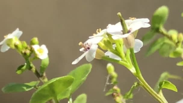 Vattenkrasse Färska Ätbara Örter Och Medicinalväxter Våren Med Blommor — Stockvideo