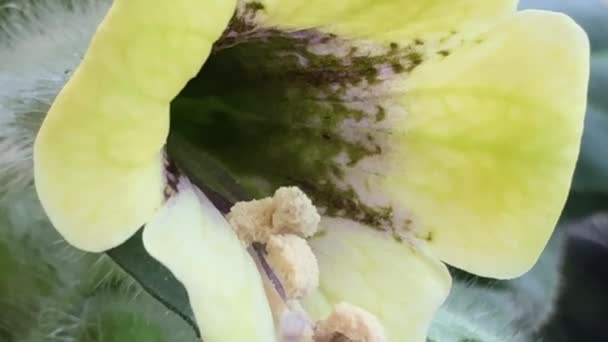 Bilsenkraut Heilpflanze Mit Blüte — Stockvideo