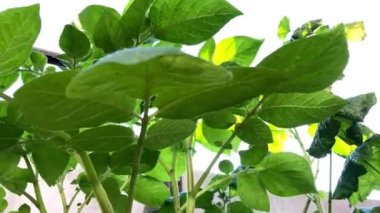 Patates, balkondaki tencerede yetişiyor.