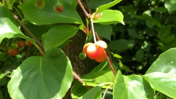 Schisandra Magnolia Vides Con Flores Jardín Hierbas Hierba Medicinal Importante — Vídeo de stock