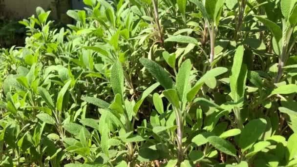 Salvia Planta Medicinal Especias Con Hojas Unidad Cámara — Vídeo de stock