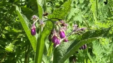 Comfrey, Alman manastır bahçesinde çiçekli şifalı bitki.