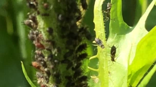 Piojos Negros Hormigas Una Planta Una Macro — Vídeo de stock