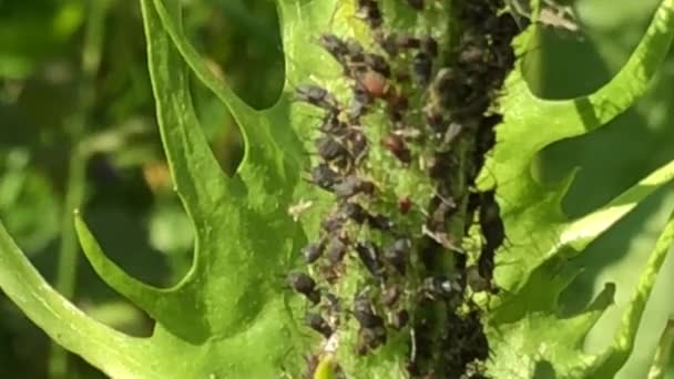 Piojos Negros Hormigas Una Planta Una Macro — Vídeos de Stock