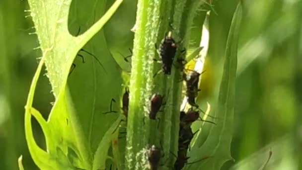 Piolhos Pretos Formigas Uma Planta Uma Macro — Vídeo de Stock