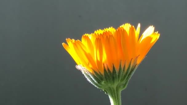 Общий Мэриголд Лекарственное Растение Цветком Серым Пустой Фон — стоковое видео