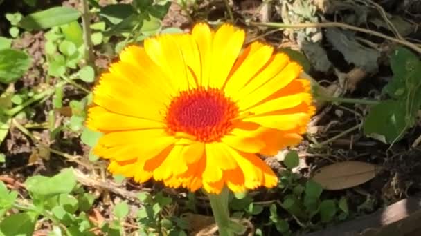 Közönséges Körömvirág Gyógynövény Virággal Zöld Homályos Háttérrel — Stock videók