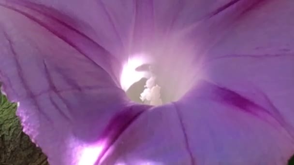Morgenruhm Mit Violetter Blume — Stockvideo