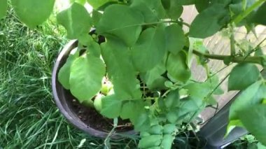 Baharda çiçekli patates bitkisi, çiçeğe doğru takip eden kamera.