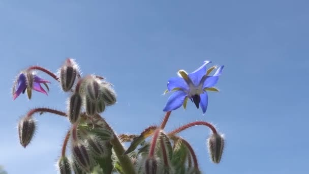 ボラージュ スパイスと薬用植物の花 青空を望むカエルの景色 — ストック動画