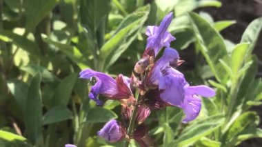 Şifalı bitki ve çiçekli baharat