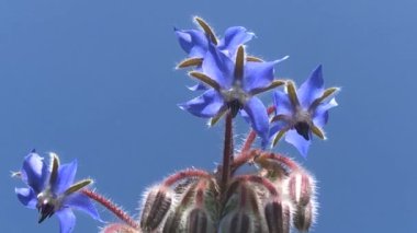 Borage, baharat çiçeği ve tıbbi bitki, mavi gökyüzüne bakan kurbağa bakışı.