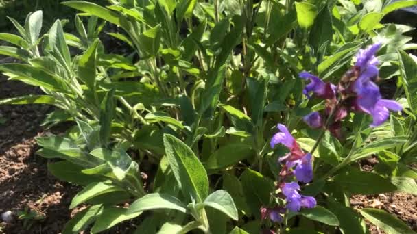 Salvia Planta Medicinal Especia Con Flor — Vídeos de Stock