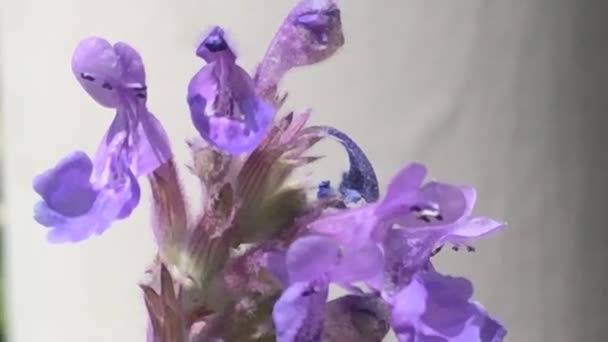 Catnip Erva Medicinal Com Flor — Vídeo de Stock