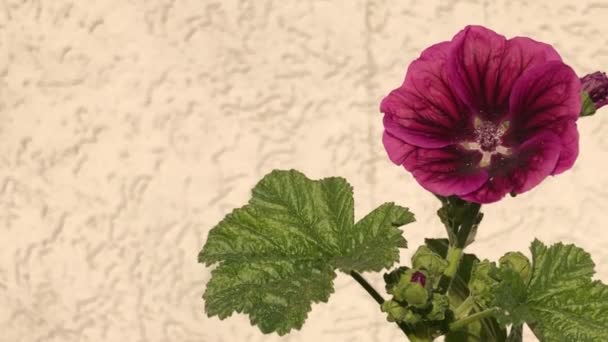 Malva Cultivada Planta Medicinal Com Flor Verão — Vídeo de Stock