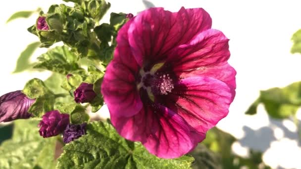 Καλλιεργημένο Μολόχα Φαρμακευτικό Φυτό Λουλούδι Καλοκαίρι — Αρχείο Βίντεο