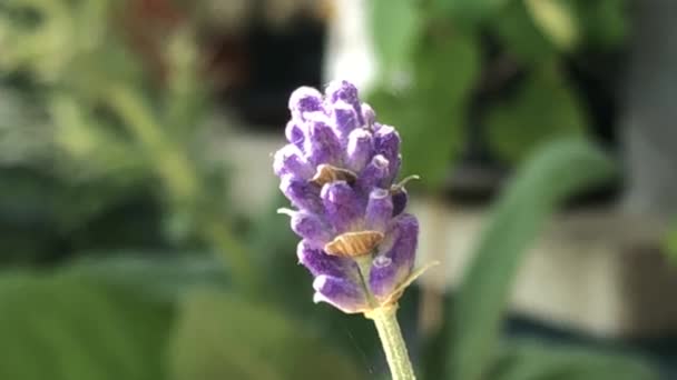 Lavendel Medicinale Plant Kruid Met Bloem — Stockvideo