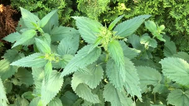 Stinging Nettle Food Medicinal Plant Camera Tracking — Stock Video