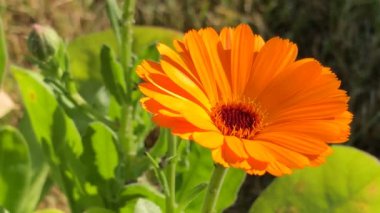  Kadife çiçeği, çiçek ve yeşil, boş arkaplan.