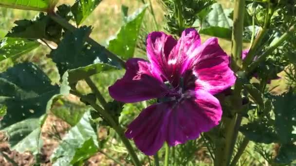 Malva Cultivada Planta Medicinal Com Flor Verão Com Abelha — Vídeo de Stock
