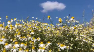 Papatya çayı, şifalı bitki, çayırda çiçekler hafif bir esinti, kamera takibi.