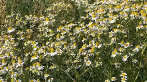 Chamomile Tanaman Obat Bunga Padang Rumput Dalam Angin Lembut Dengan — Stok Video