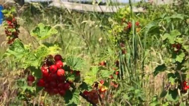 Yumuşak bir yaz esintisinde kırmızı üzümler, kamera takibi