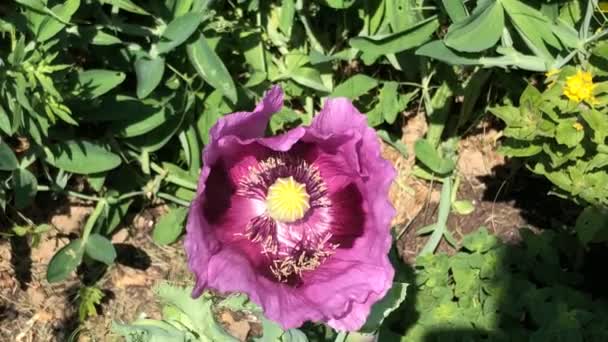 夏天在德国的一个花园里开花的罂粟 — 图库视频影像