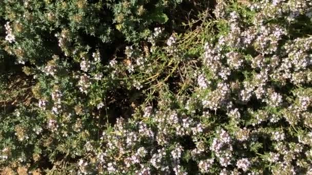 Tymiankowa Roślina Lecznicza Przyprawa Świeże Zielone Zioło Kwiatem Śledzenie Kamery — Wideo stockowe