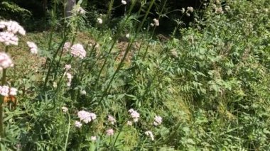 Valerian, Almanya 'da çiçekli şifalı bitki.