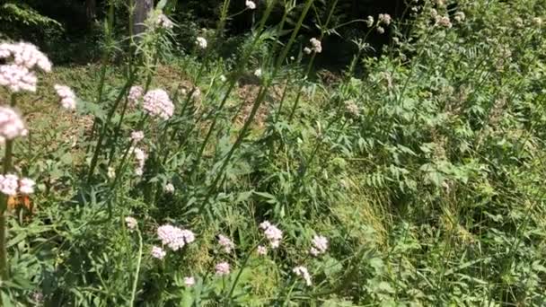 Valerian Medicinalört Med Blomma Tyskland — Stockvideo