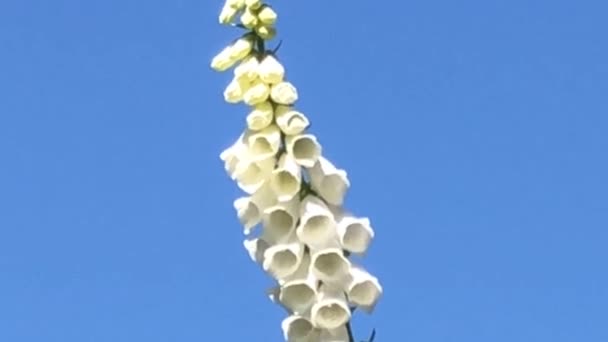 Fingerhut Heilkraut Mit Weißer Blume Blauen Himmel — Stockvideo