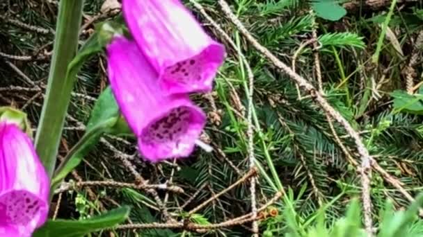 Fingerhut Heilkraut Mit Blüte Einem Deutschen Wald Frühling Mit Vergrößerung — Stockvideo