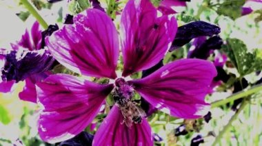  Kültürlü yaban ördeği, yazın çiçekli ve arılı şifalı bitki.