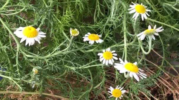 Camomila Romana Planta Medicinal Flores Close — Vídeo de Stock