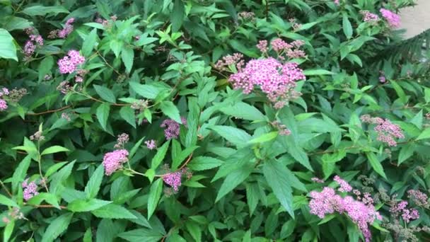 Spiraea Arbusto Medicinal Con Flor — Vídeo de stock