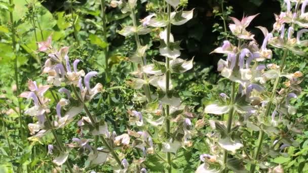 Salvia Clary Hierba Medicinal Con Flores — Vídeos de Stock