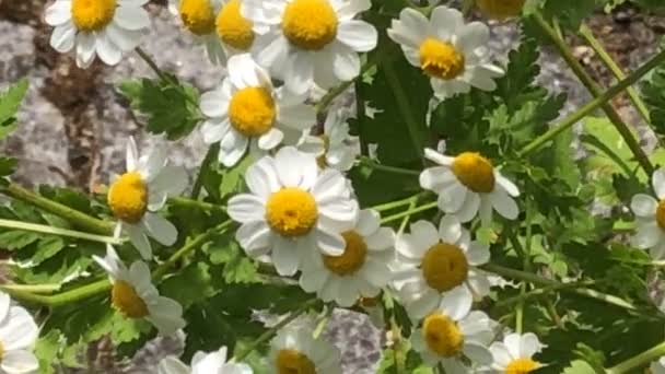 Koorts Chrysant Parthenium Medicinaal Kruid Met Bloemen — Stockvideo