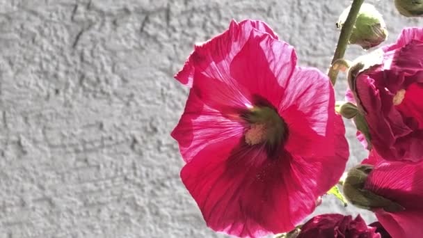 Primer Plano Una Flor Malva Malva Arborea Planta Medicinal — Vídeo de stock