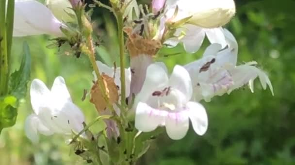 Foxglove Beardtongue Obat Herbal Dari Amerika Asli — Stok Video