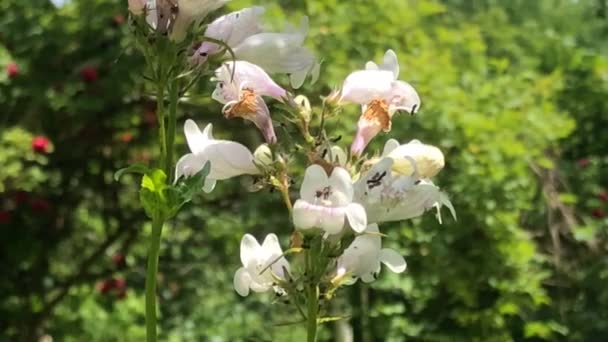 Foxglove Beardtongue Medicinal Herb American Native — Stockvideo