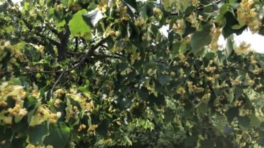 Büyük yapraklı kireç ağacı, çiçekli şifalı ağaç