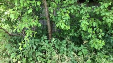 Yazın Almanya 'da bir çayırda gizli bir kulübede kamera takibi var.