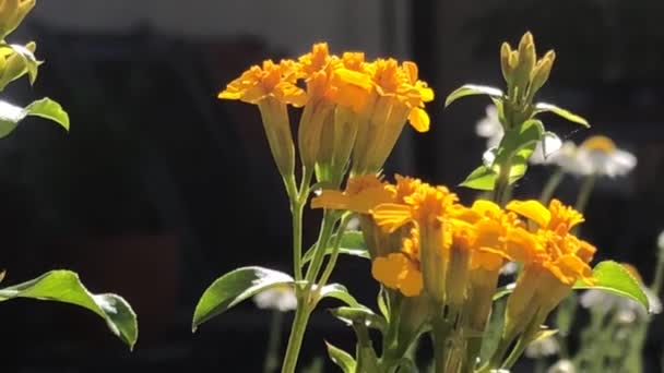 Tagetes Lucida Hierba Medicinal Fresca Con Flores Contraluz Soporte Para — Vídeos de Stock
