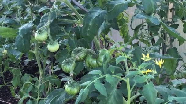 Pomodori Coltivazione Serra Estate Giardino Zoom — Video Stock