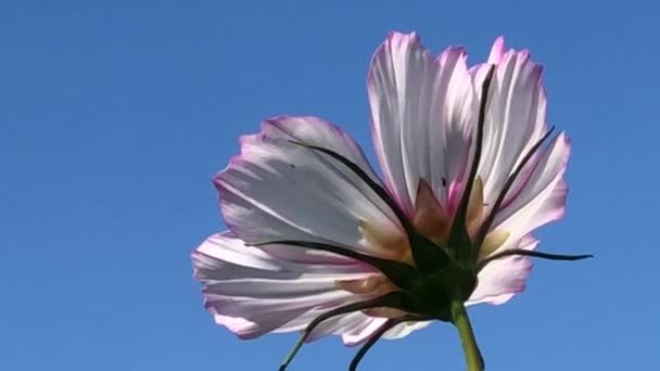 Μεξικάνος Αστέρας Λουλούδι Μια Θέα Βατράχου Ένα Γαλάζιο Ουρανό — Αρχείο Βίντεο