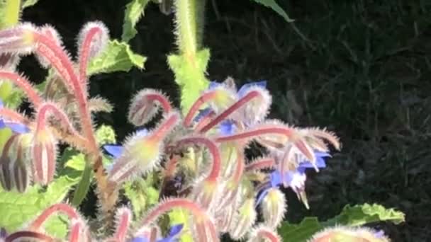 ボラージュ 蜂蜜とスパイスと薬用植物の花 — ストック動画