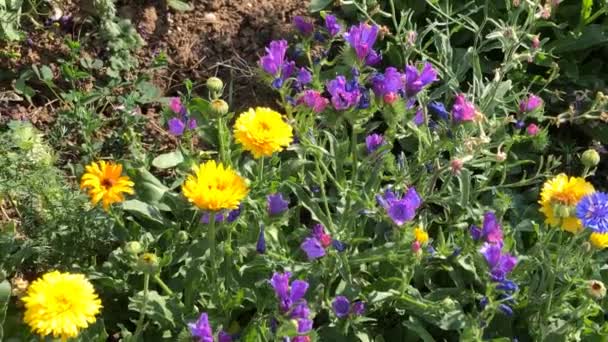Prado Com Muitas Flores Verão Alemanha Cultivado Para Insetos Bidodiversidade — Vídeo de Stock