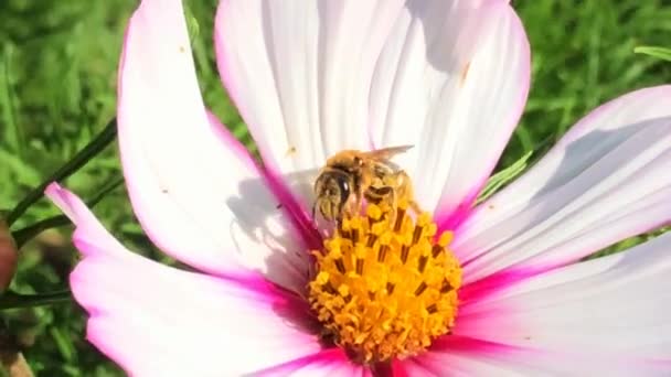 Μέλισσα Στο Λουλούδι Του Μεξικού Aster Καλοκαίρι Στη Γερμανία — Αρχείο Βίντεο